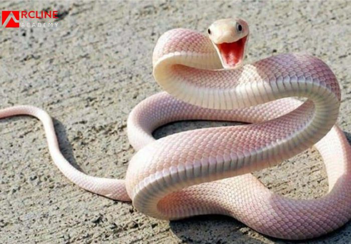 Tử vi tuổi Tân Tỵ năm 2023 nữ mạng