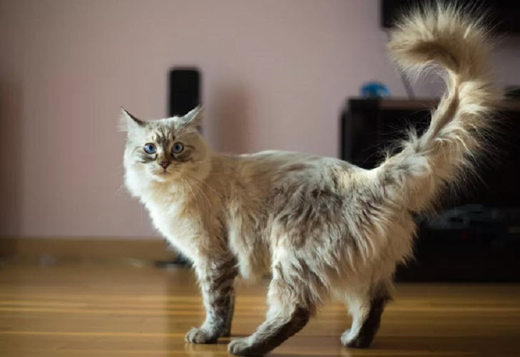 xem bói tuổi ất mão