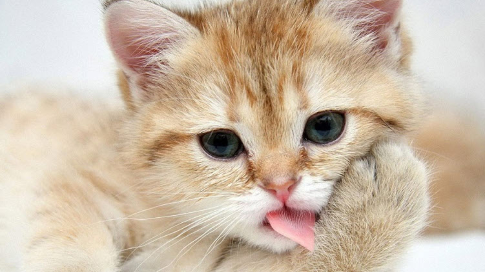 xem bói tuổi ất mão