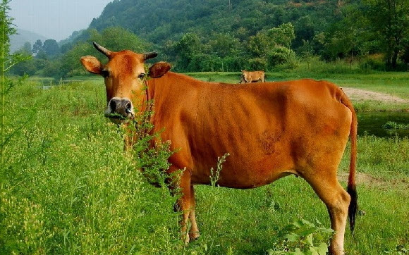 nằm mơ thấy con bò 