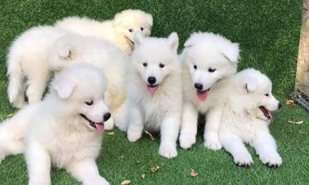 nằm mơ thấy chó mẹ và đàn chó con