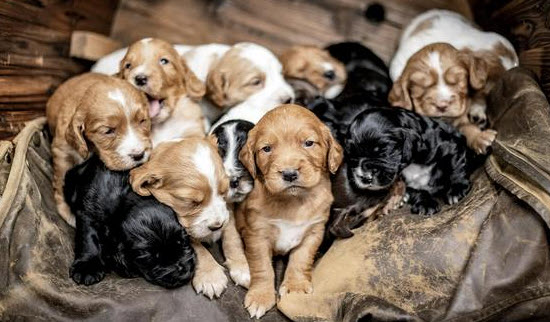 nằm mơ thấy chó mẹ và đàn chó con