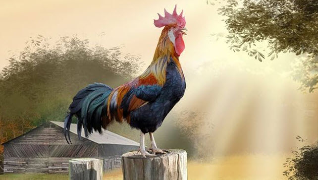 nằm mơ thấy gà trống