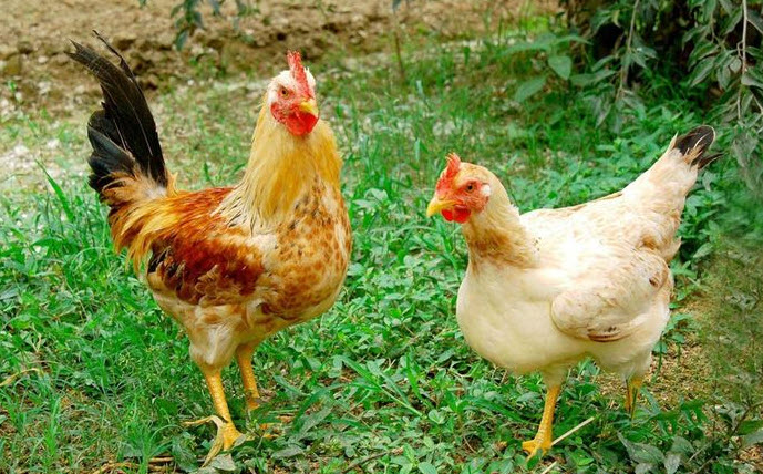 nằm mơ thấy gà trống