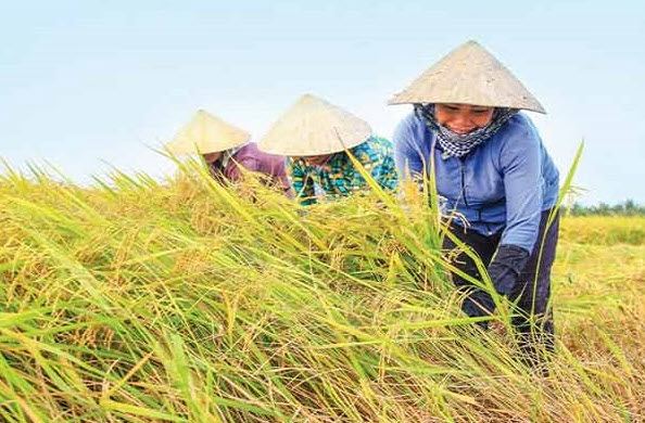 nằm mơ thấy lúa chín