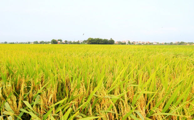 nằm mơ thấy lúa chín