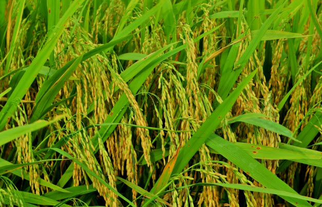 nằm mơ thấy lúa chín