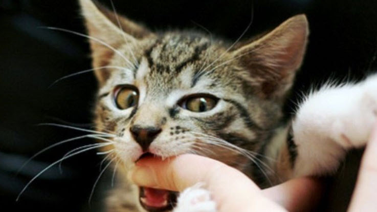 nằm mơ thấy mèo cắn