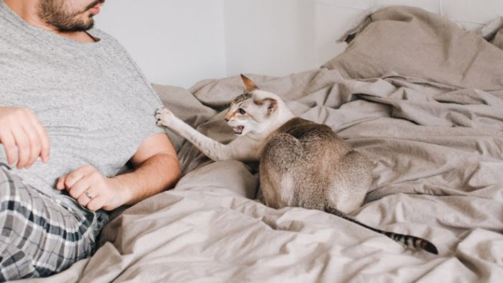 nằm mơ thấy mèo cắn