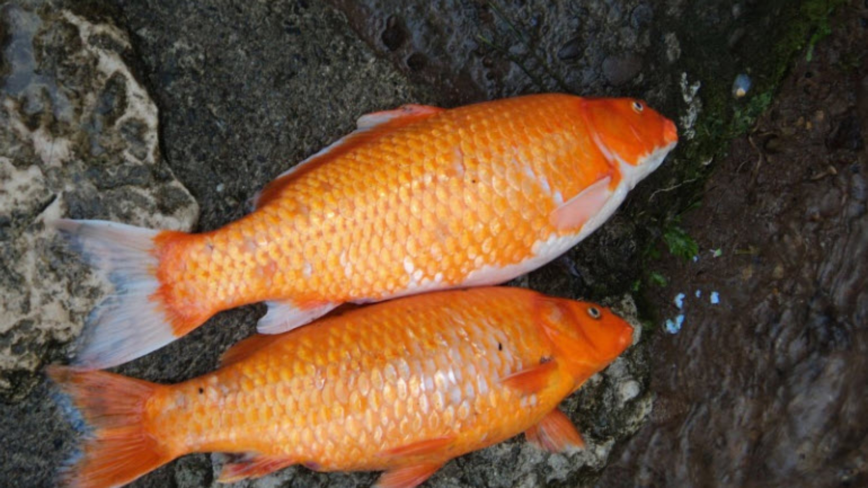 nằm mơ thấy cá chết